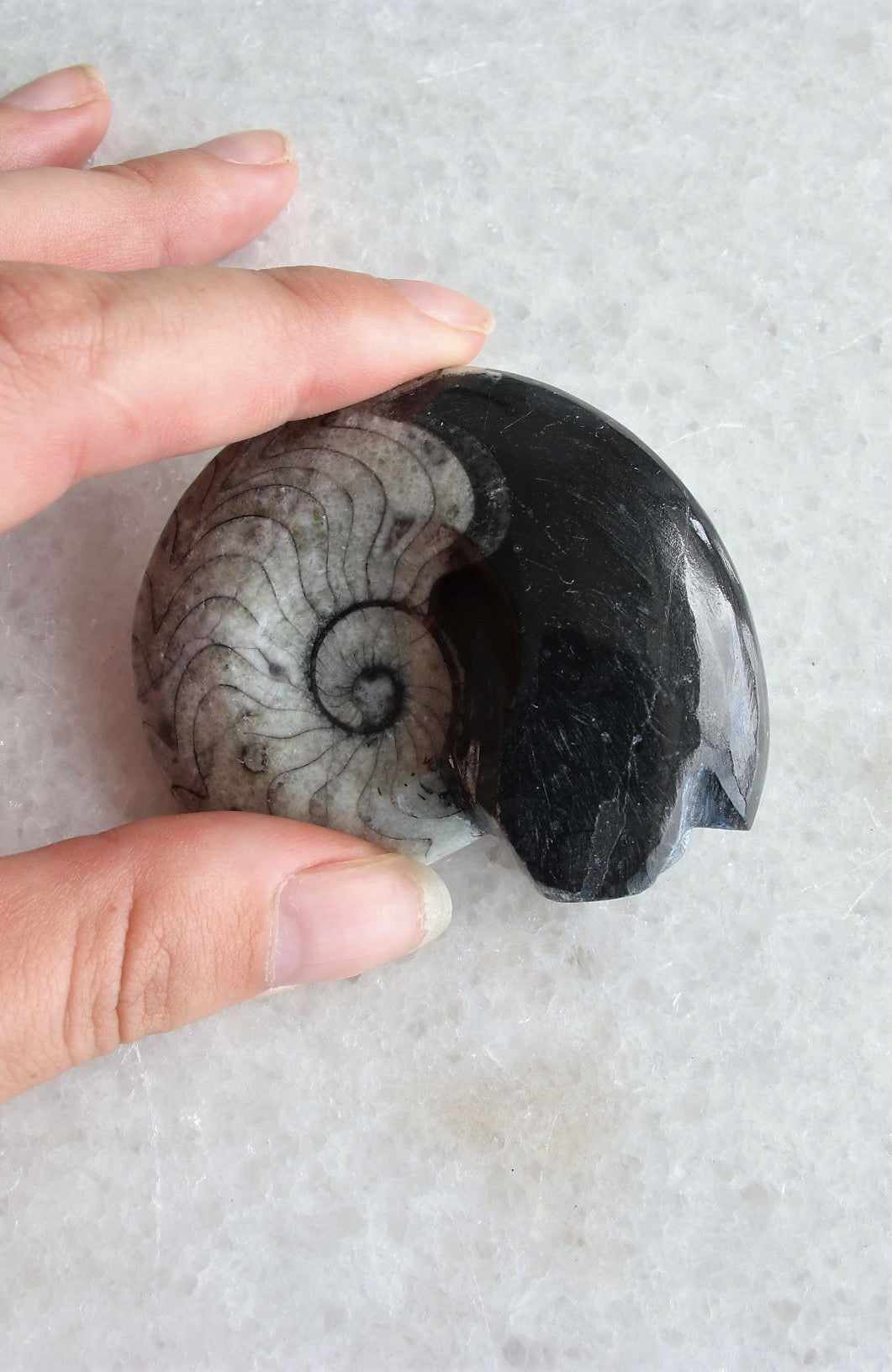 Goniatite Marine Fossil